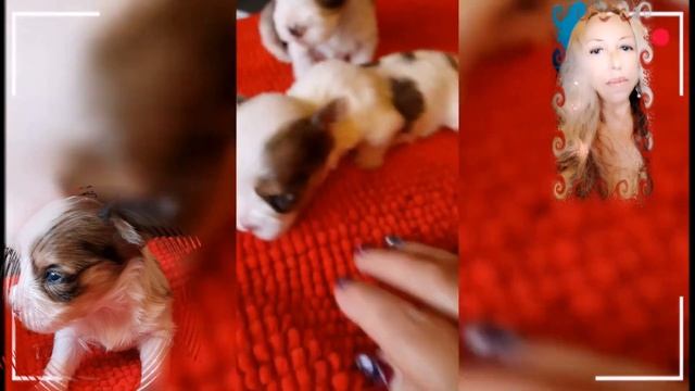 Шоко мерле бивер (Голддаст-Биро Йоркширский терьер) смотреть онлайн