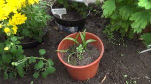 Размножение стеблевыми черенками..........лилий!