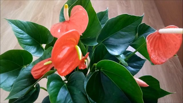Антуриум Оранжевая любовь (Orange Love), видео обзор сорта смотреть онлайн