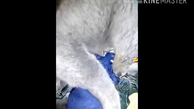 Бешеный кот!!!! Грызёт руку!! смотреть онлайн
