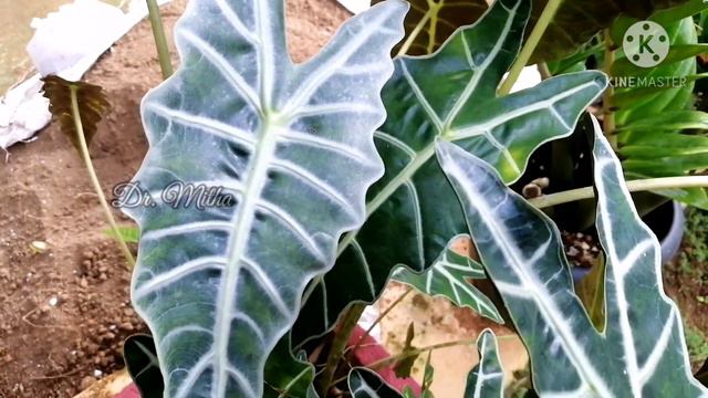 Anthurium care nd tips: My favorite plants смотреть онлайн