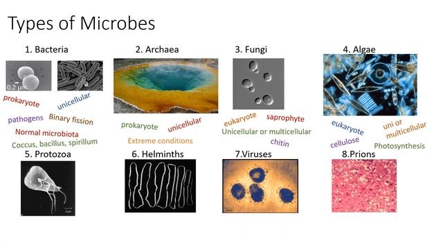 Types of Microbes смотреть онлайн