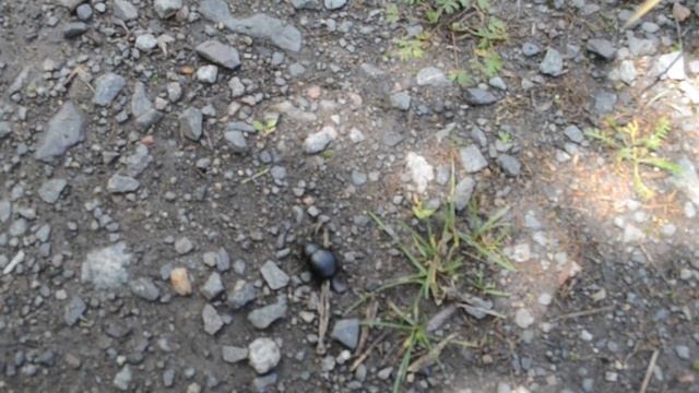 Жучок на дороге смотреть онлайн