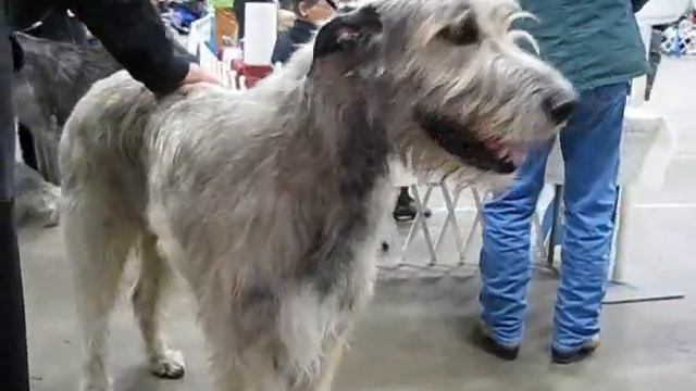 Louisville Cluster Dog Show смотреть онлайн