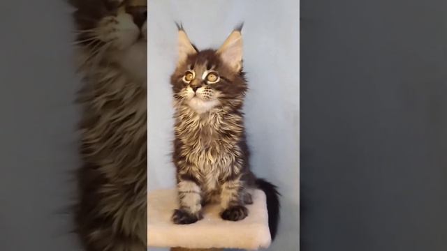 котики Мейн кун, 2 месяца и неделя смотреть онлайн