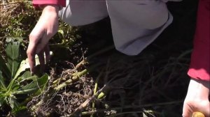 Картофель без копки. Выращивание картофеля без окучивания и прополки под соломой.