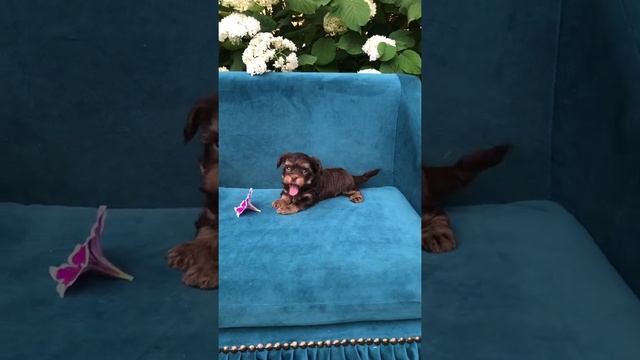 Шоколадный йоркширский терьер смотреть онлайн