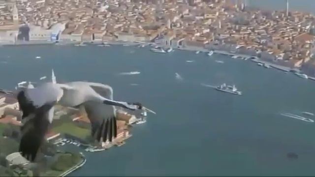 Полет птиц. Наслаждайтесь. смотреть онлайн