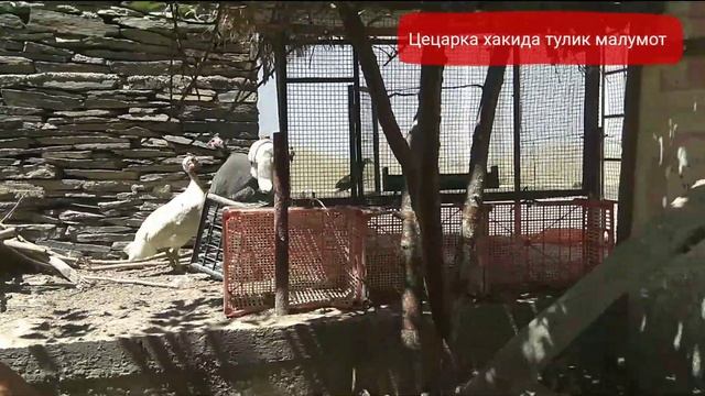 Цецарка Бокиш. Sesarka Boqish Sesarka Jo'jalari