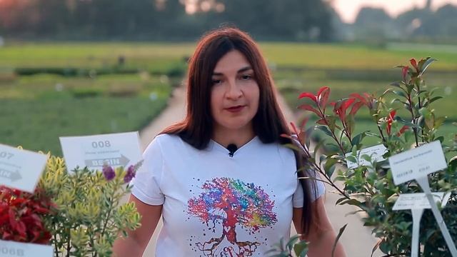 Османтус бурквуда /Osmanthus burkwoodii Арт.4717 смотреть онлайн