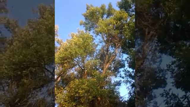 Астраханский заповедник дамчинский кордон скворцы 2 смотреть онлайн