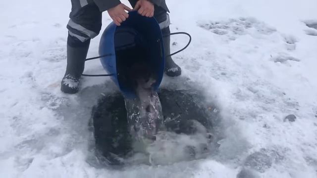 РК Фишка Данилово показывает утреннее зарыбление форелью смотреть онлайн