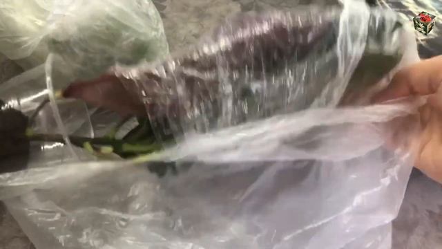 Результат укоренения черенков кротона в кубиках Root с корнеобразователем Clonex gel (часть 2) смотреть онлайн