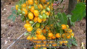 Томат Вишня желтая