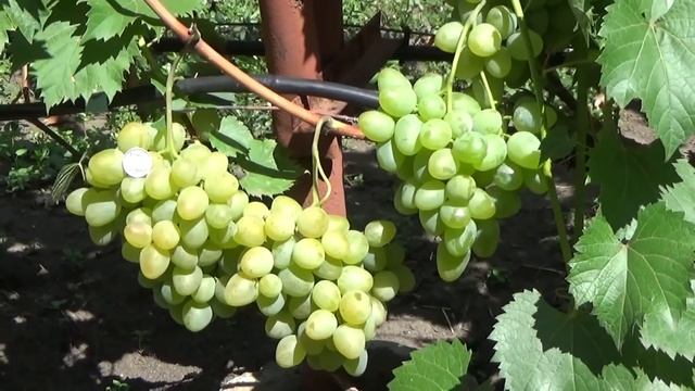 Новейшие г ф селекции С Криули смотреть онлайн