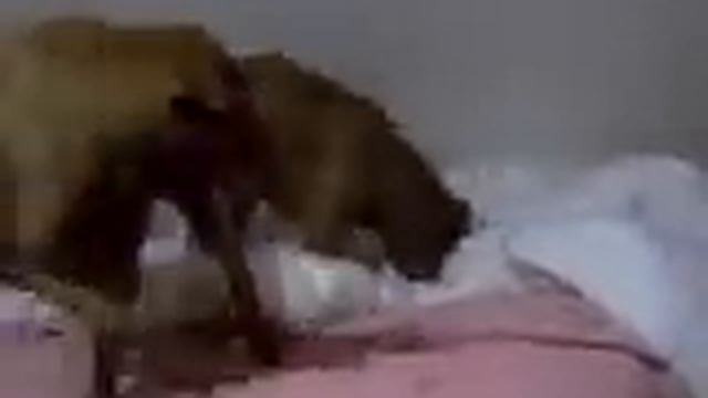 BETTY BOOP CHINESE SHARPEI DOG LOVES CLEAN SHEETS IN BED GOES MAD WILD KING OF THE MOUNTAIN смотреть онлайн