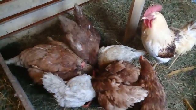 Какие витамины давать курам зимой? смотреть онлайн