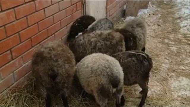 29 11 2016 Госпожа у дачи - разведение овец в Удмуртии смотреть онлайн