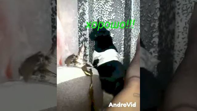 Кот в стоит в углу смотреть онлайн