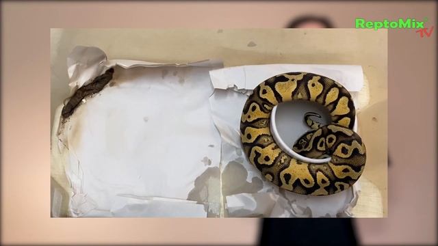 Ball pythons. Змеи. Королевские питоны: дефекация. смотреть онлайн