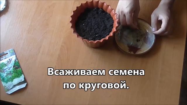 Как Вырастить Базилик на Подоконнике смотреть онлайн