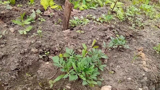 Пятница.Огород.Теплица.Примула зацветает. смотреть онлайн