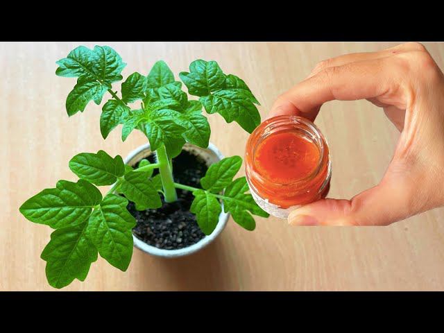 Рассада из хилой в жирненькую за 2 дня. Полила и не ожидала такого эффекта. Лучшая первая подкормка смотреть онлайн