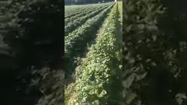 Рассада клубники сорта "Азия" и "Альбион" оптом смотреть онлайн