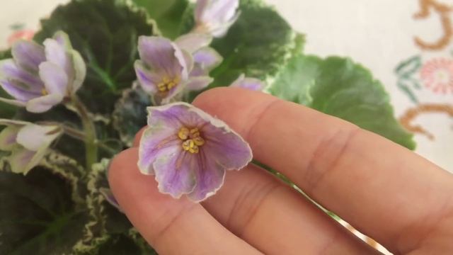 ЛЕ-Сапфира фиалка. Цветущая фиалка смотреть онлайн