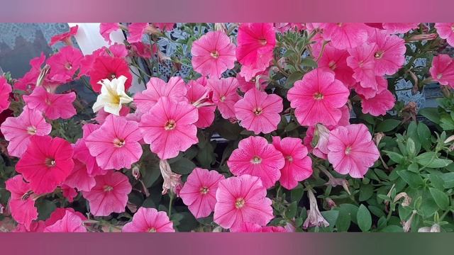 Опыт посадок 2023года. Цветы! Рекомендую ! смотреть онлайн