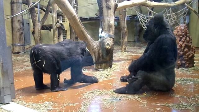 Golo, Bongo & the coquette Haki (Gorillas at the Budapest Zoo) смотреть онлайн