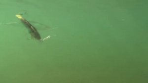 челленджер х минноу СТРАЙК ПРО обзор воблера strike pro Challenger X Minnow братья щербаковы воблер