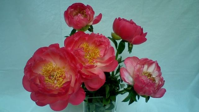 Paeonia Coral Sunset смотреть онлайн