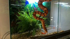 Разведение маисовых полозов. Часть 1: Вывод из зимовки и период откорма