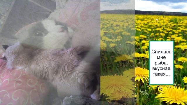 Эти забавные животные! #забавныеживотные #кошки #домашниепитомцы смотреть онлайн