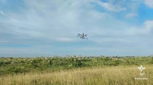Опрыскивание борщевика с агродрона смесью гербицидов Горгон и Магнум