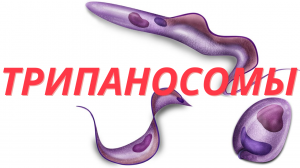 Род Трипаносомы (Trypanosoma)  Трипаносомы - Облигатные Паразиты / Паразитизм