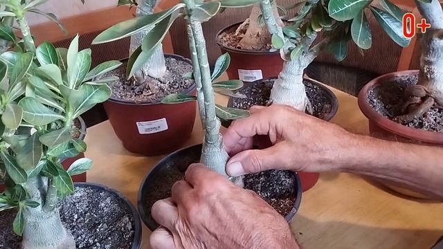 Адениумы. Супер простой уход! Почему Адениум не цветет и как привить адениум смотреть онлайн