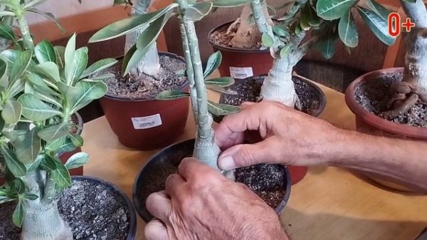 Адениумы. Супер простой уход! Почему Адениум не цветет и как привить адениум