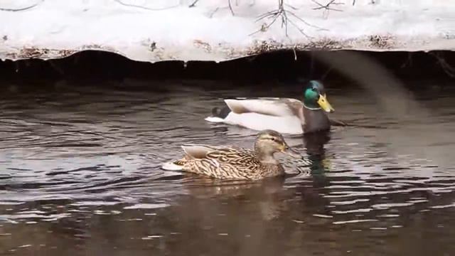 Mallards / Кряквы / Anas platyrhynchos смотреть онлайн