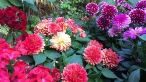 Георгины низкорослые бордюрные в горшках. Мои цветы в Лондоне.