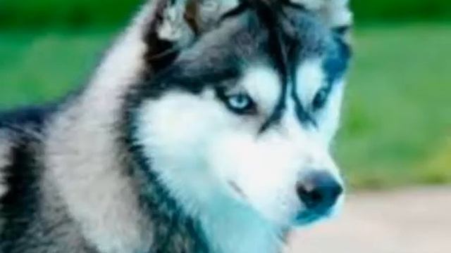 Сибирские Хаски смотреть онлайн