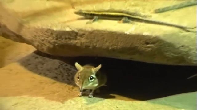 Прага Зоопарк Зона пустыни смотреть онлайн