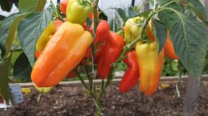 Самые урожайные перцы открытого грунта сезона 2022 г. в Ленинградской области.