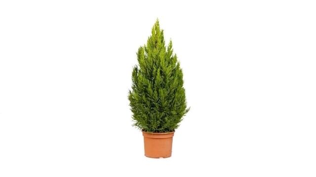 КИПАРИС Х КИПАРИСОВИК CUPRESSOCYPARIS сем. Кипарисовые смотреть онлайн