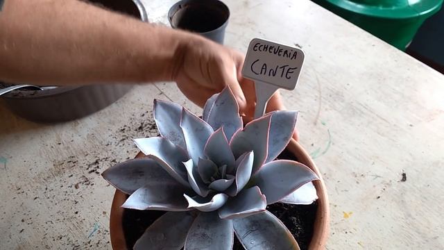 SOU UMA SUCULENTA #10 ECHEVERIA CANTE смотреть онлайн