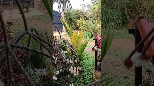 Rhipsalis Pilocarpa ??? смотреть онлайн