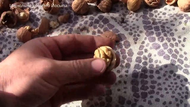 Как расколоть ведро орехов за 2 минуты смотреть онлайн