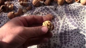 Как расколоть ведро орехов за 2 минуты