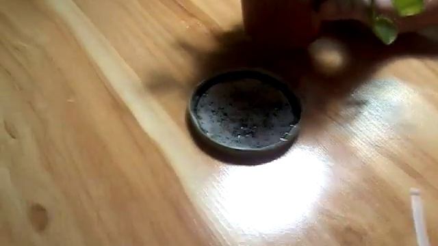 Мой хищный цветок *Венера мухоловка или Дионея* смотреть онлайн